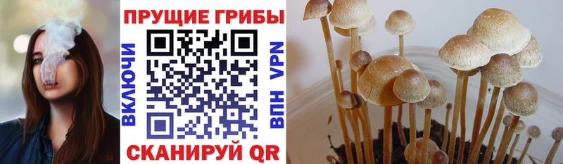 купить  цена  МЕГА маркетплейс  Псилоцибиновые грибы GOLDEN TEACHER  Каменногорск 